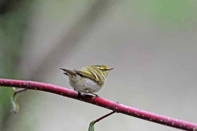 黄腰柳莺（25）