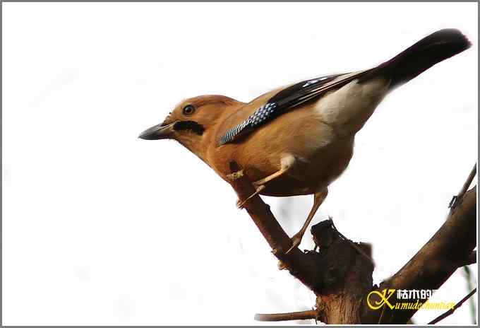 今年冬天的鸟儿有点少【照片】 今年冬天的鸟儿有点少【照片】