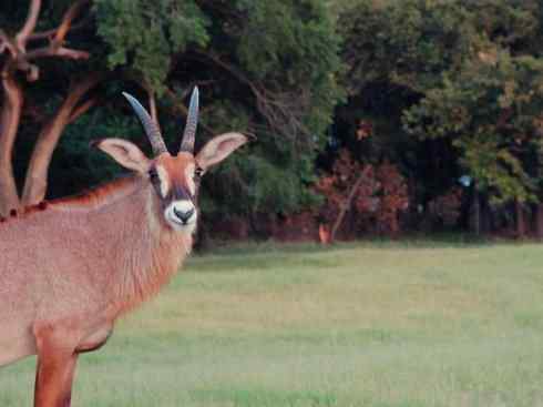 麒麟：传说的兽原型探秘（马羚）