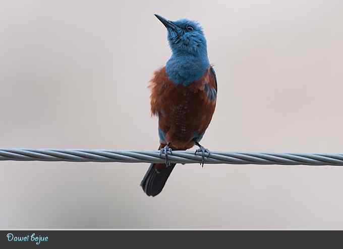 蓝矶鸫和沿河城的那些鸟