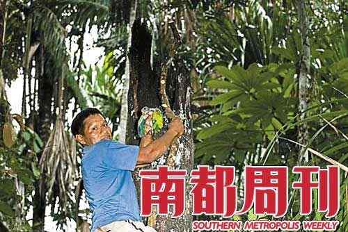 厄瓜多尔雨林：鹦鹉墓地