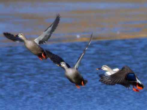 家禽驯化之源之二