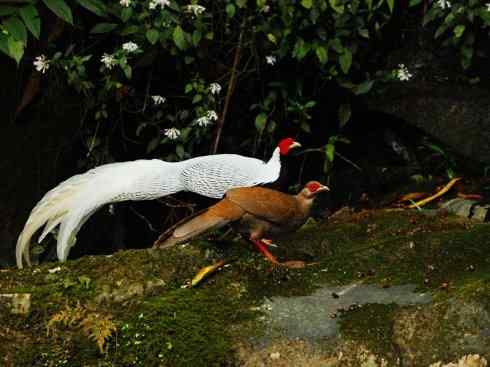 凤凰：传说中的鸟原型探秘（鹇）