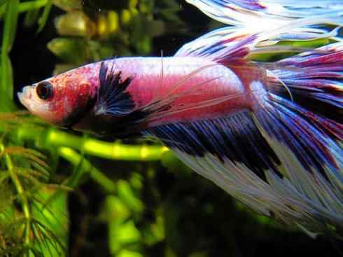 鱼类活化石：美洲肺鱼