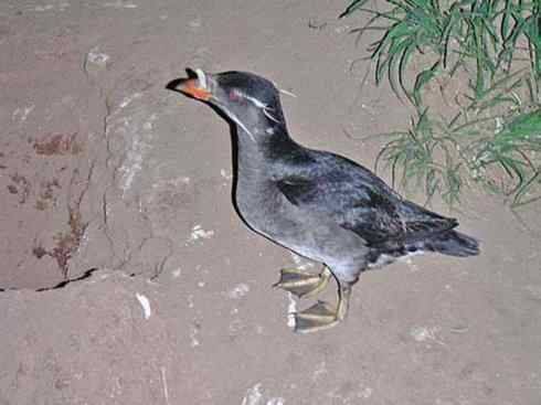 奇特的盔：角嘴海雀