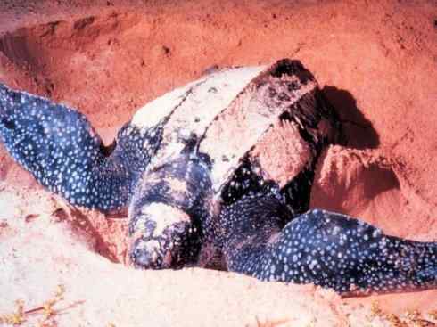 自然奇观：动物大迁徙(棱皮龟类)