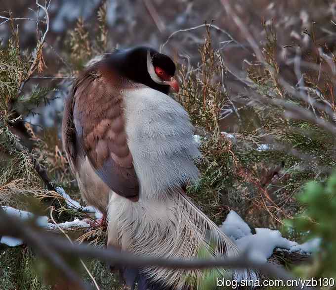 闪亮登场&bull;褐马鸡&bull;国家一级（组图，20张图片）