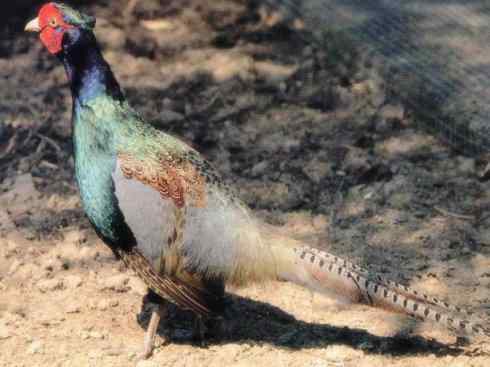 家禽驯化之源之五