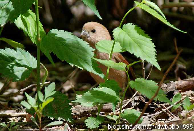 朱雀和北宫的鸟 朱雀和北宫的鸟