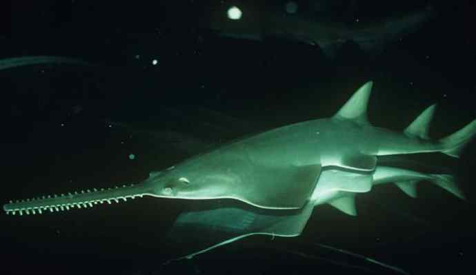 鱼类活化石：锯鳐