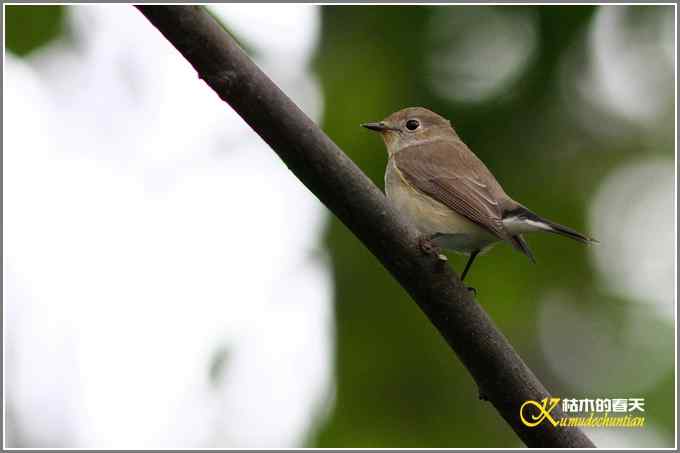 昨天拍的几只鸟【照片】