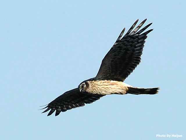 厚道的白尾鹞可以有