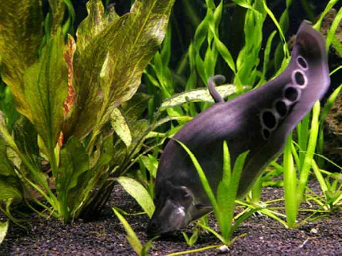 鱼类活化石：铠甲弓背鱼