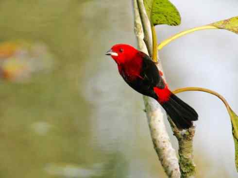 极品红色鸟类：巴西仲嘴雀