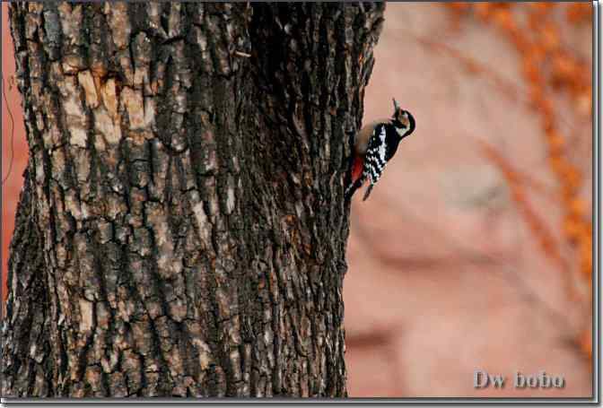 点击图片或使用键盘← →翻页