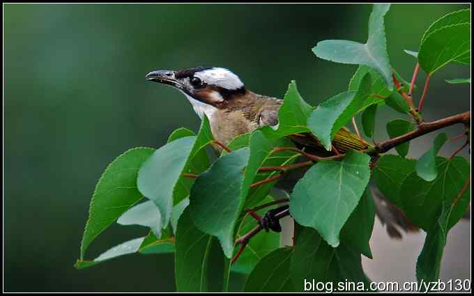 金海湖的鸟(2)鈥斺敯淄肺蹋ㄗ橥迹 金海湖的鸟(2)鈥斺敯淄肺蹋ㄗ橥迹