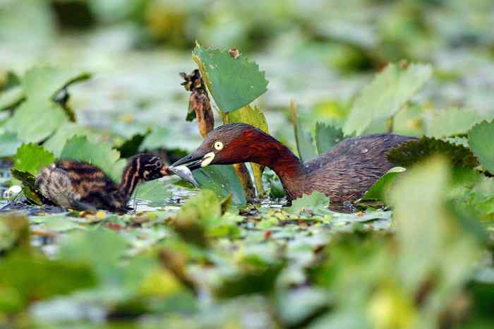 杭州老郑摄影续 杭州老郑摄影续