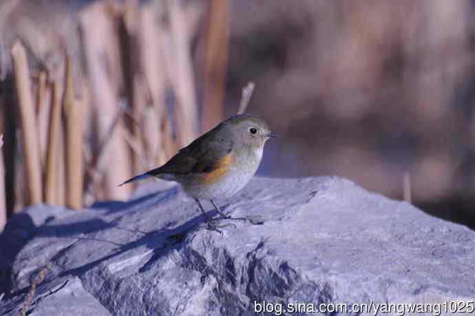 变焦(70-300)拍鸟儿【原版片】 变焦(70-300)拍鸟儿【原版片】