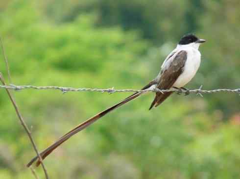 极品红色鸟类:朱红霸鶲 极品红色鸟类:朱红霸鶲