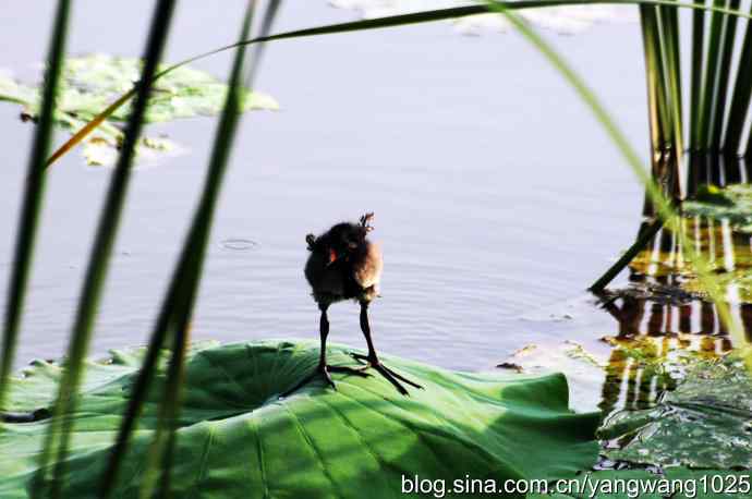 小小黑水鸡 小小黑水鸡