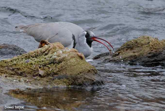 亚洲山地珍鸟:鹮嘴鹬