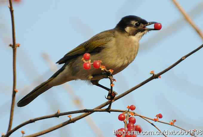 吃红果的白头鹎
