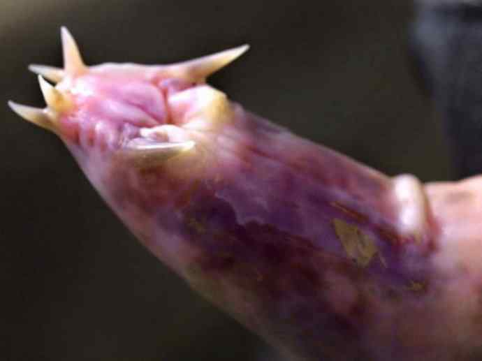 鱼类活化石：盲鳗