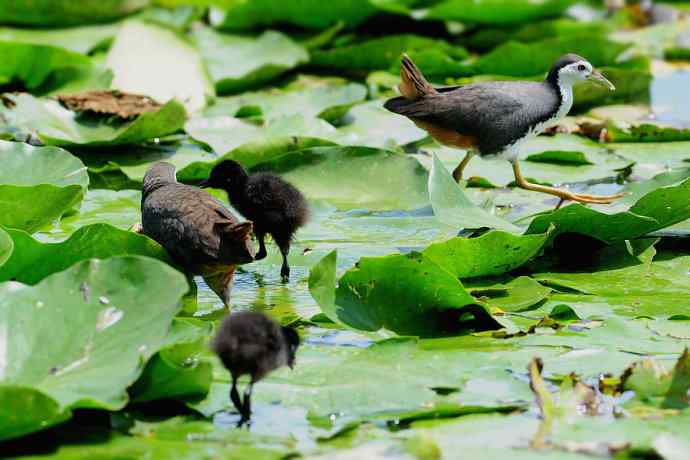 碧波芙蕖间的白胸小秧鸡
