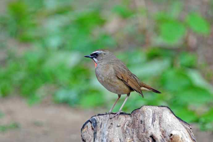 雄性红喉歌鸲(4) 雄性红喉歌鸲(4)