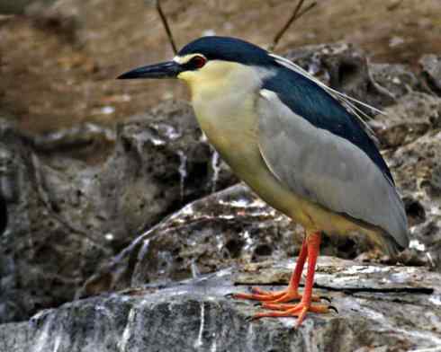 拍摄鹭鸟小结（组图，10张）