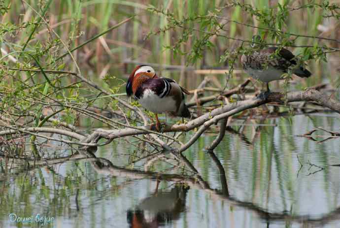 颐和园春鸟乐拍