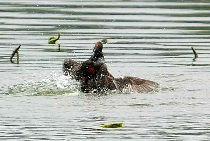 小掐架(圆明园)