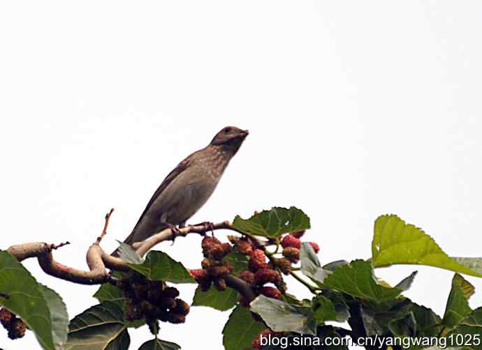 朱雀（记录版）