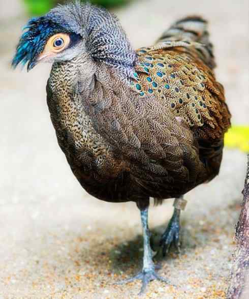 凤凰：传说中的鸟原型探秘（孔雀雉）