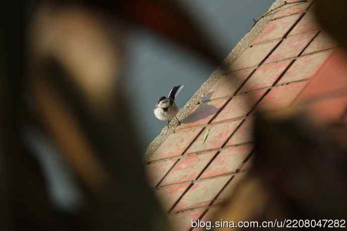 151.圣诞节送上12月份拍新鸟