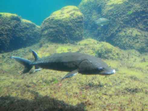 鱼类活化石:中华鲟 鱼类活化石:中华鲟