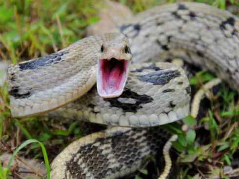 龙：传说的兽原型探秘（游蛇类）