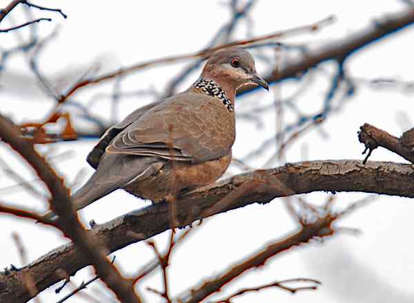 家乡的鸟（4），珠颈斑鸠（组图）