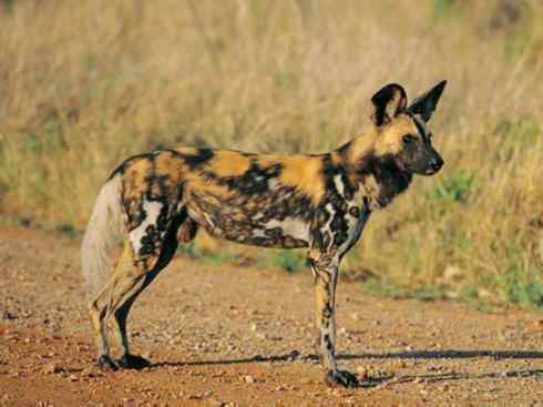 狈：传说的兽原型探秘（鬣狗）