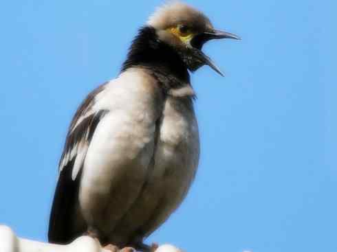 白头鸟系列：另类的美丽5