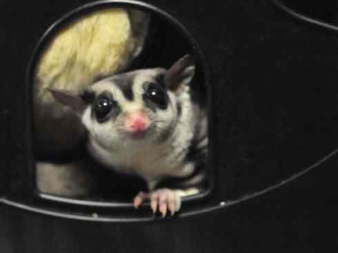 动物世界：山寨还是原创之十三