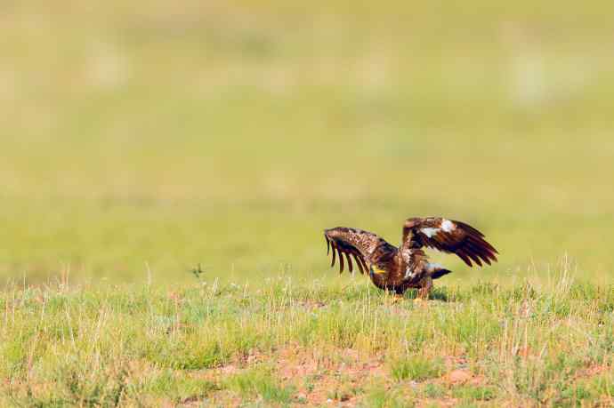 一组草原雕起飞