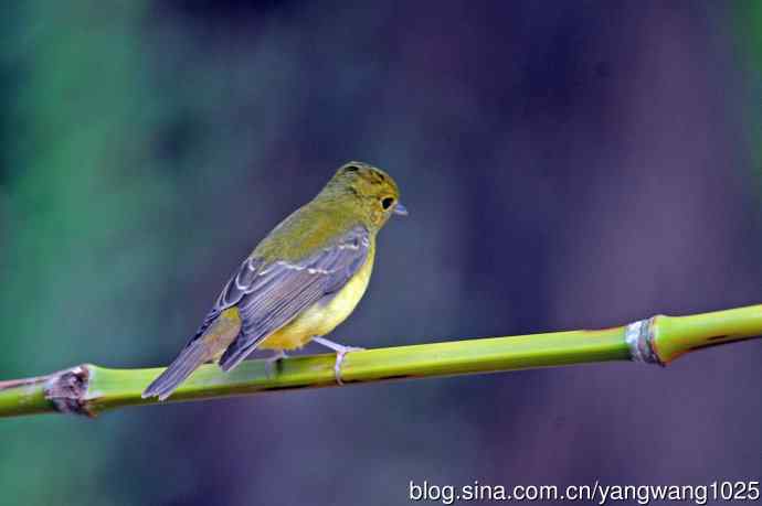 雌性绿背姬鶲（18）