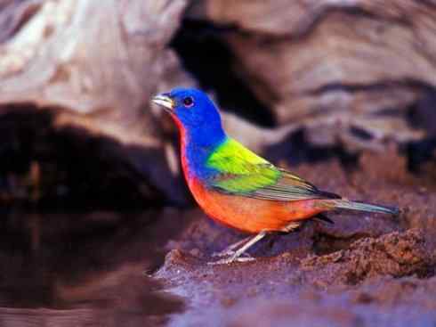 美丽无罪：雀鸟之彩鹀