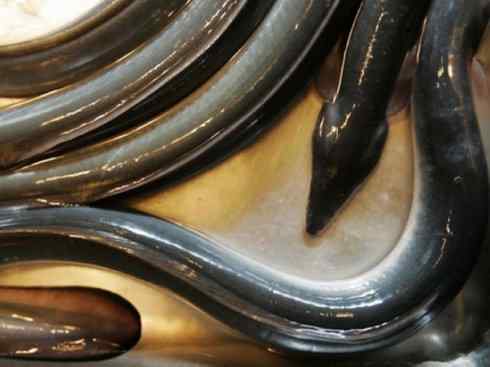 自然奇观:动物大迁徙(鳗鱼) 自然奇观:动物大迁徙(鳗鱼)