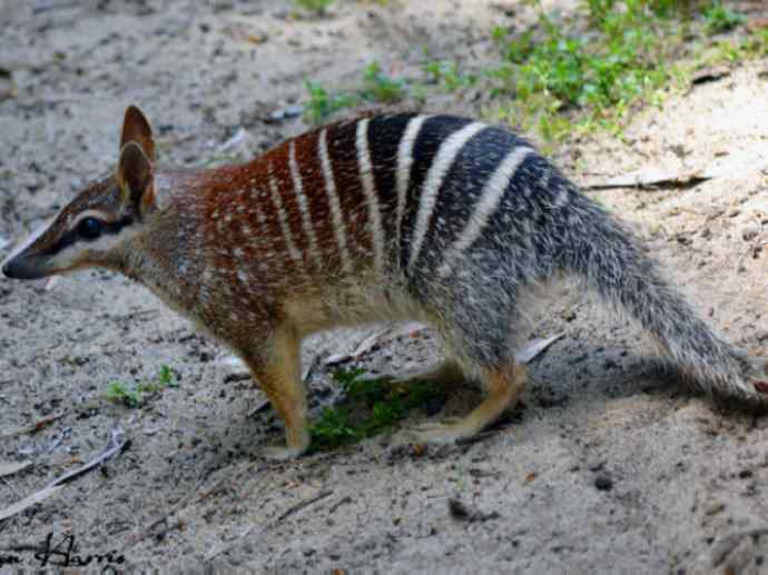 盘点十二大著名食蚁动物:袋食蚁兽 盘点十二大著名食蚁动物:袋食蚁兽