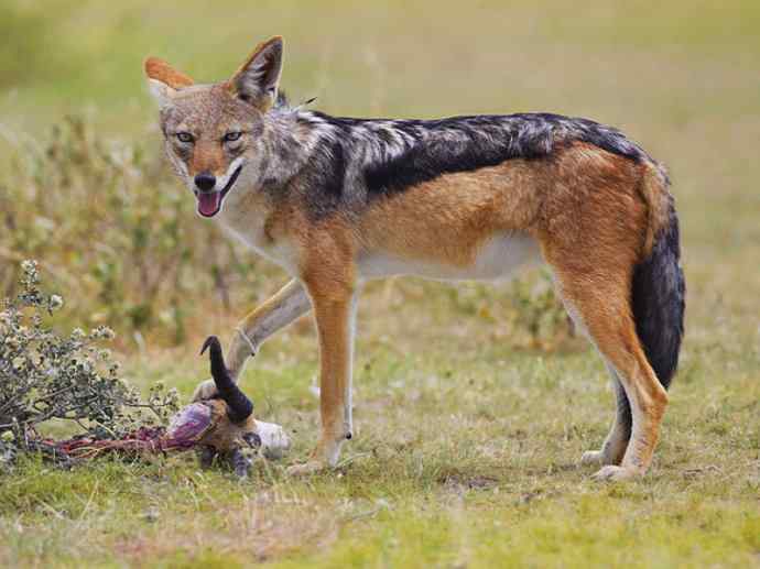 犬科：犬亚科犬属之金豺、黑背豺（胡狼类）