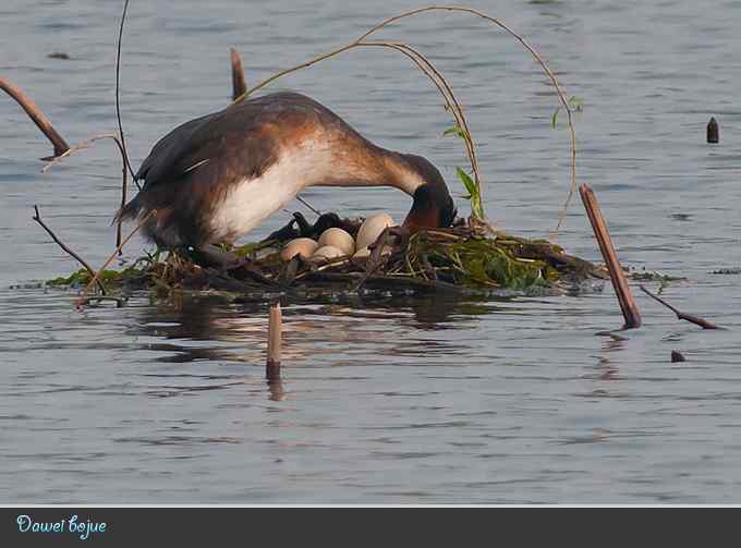 生日:见证凤头宝宝的诞生 生日:见证凤头宝宝的诞生