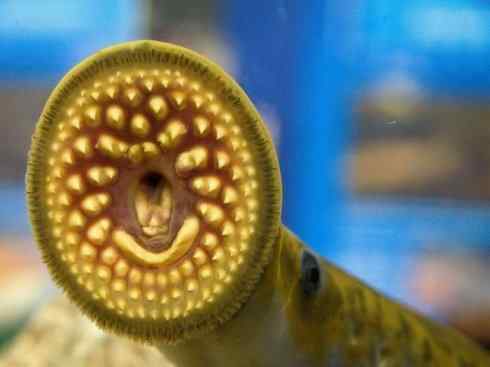 鱼类活化石：背眼七鳃鳗