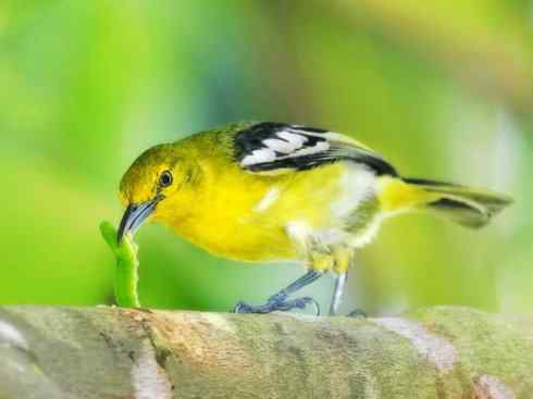 美丽无罪：雀鸟之叶鹎